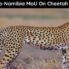 India-Namibia MoU On Cheetah Restoration