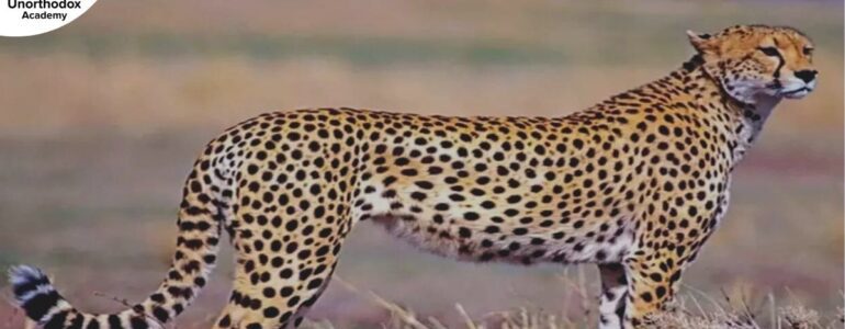 India-Namibia MoU On Cheetah Restoration