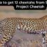 India to get 12 cheetahs from South Africa: Project Cheetah