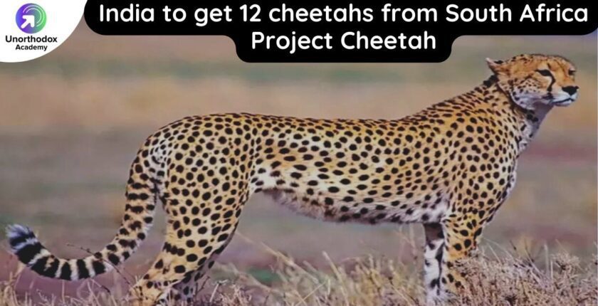 India to get 12 cheetahs from South Africa: Project Cheetah