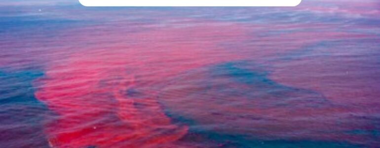 What is Red Tide?