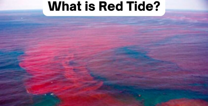 What is Red Tide?
